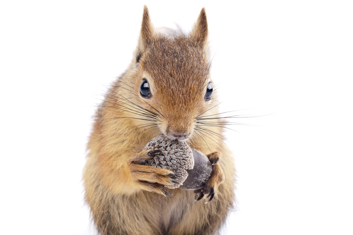 AdelaWrites's tweet photo. If you want to make acorns, think like an oak, not like an acorn, they said! But nobody said a word about the squirrels' invasion that every great acorn has to deal with. That's just nuts. Nuttier than squirrel poo. #THINKBIG #thinking #thinkshit https://t.co/f53Kg0Y1uV