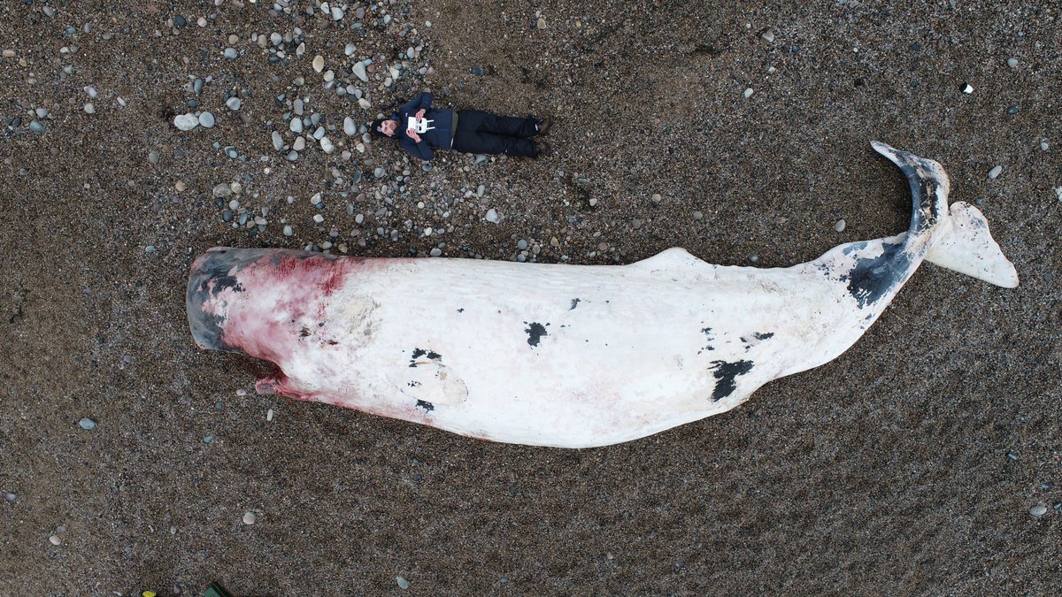 Dead deep diving whale species have been washing into the west coast of Ireland in recent days.
The three big storms last week have brought them ashore but they have been dead for well over a week to 10 days if not longer and more might make landfall.