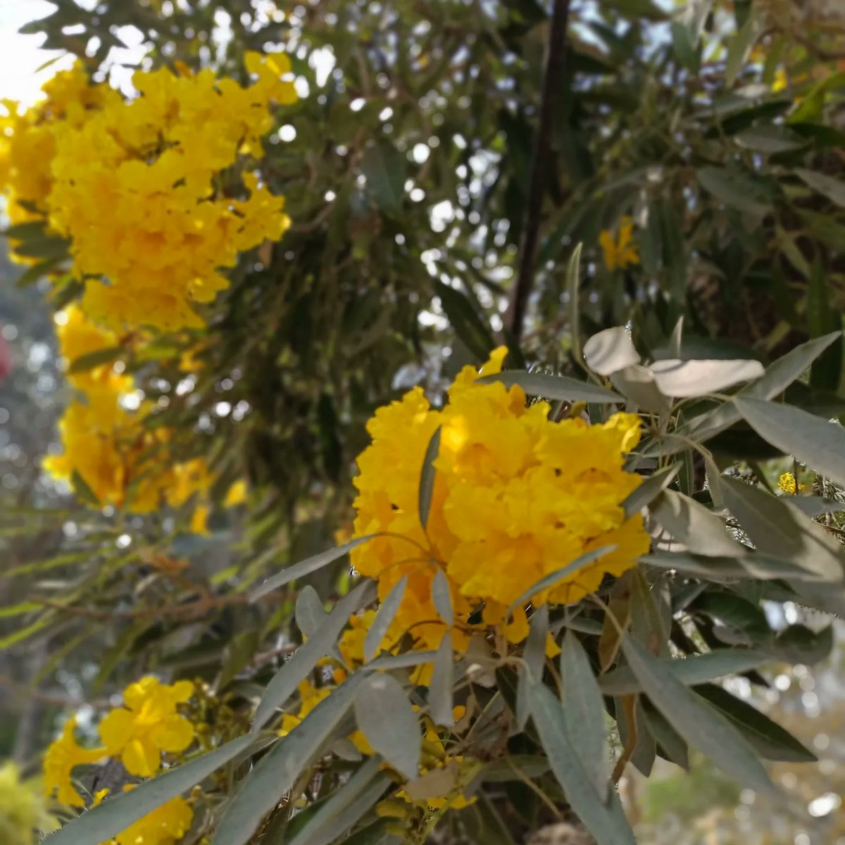 rachelchitra's tweet photo. And the trumpet flowers are in full bloom...#tabebuia #tabebuiaaurea #flowersofindia #floraofindia #trumpettree #bangalore #nammabengaluru https://t.co/hXGl5EVGyO