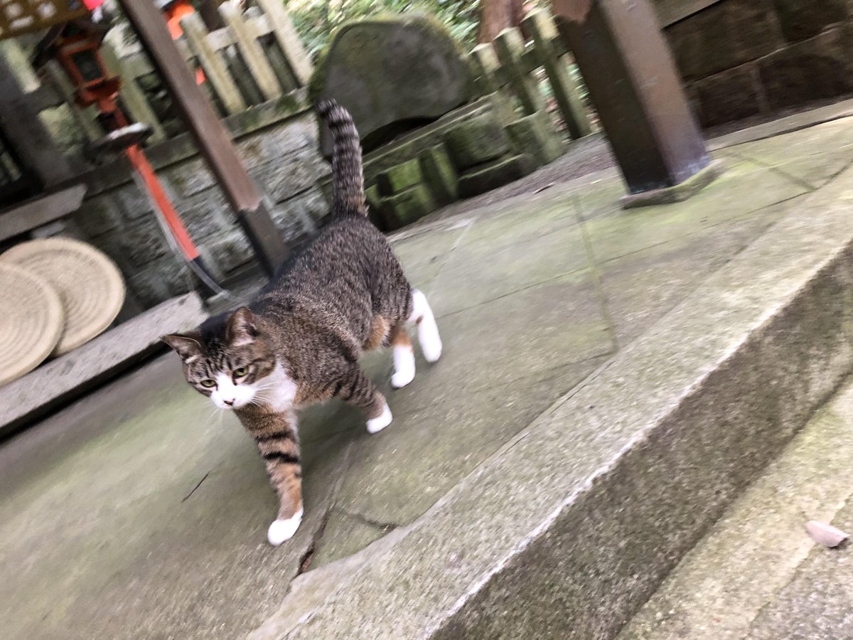 公式 名鉄イン名古屋駅新幹線口 S Tweet 本日2月22日は猫の日ですね しかも22年で2が6つ入るのは800年振り 画像は2年前に京都の伏見稲荷大社で休憩していたら膝に乗ってきてくれた神社猫達です ﾊ ﾊ ﾟヮﾟ 30分乗ｯﾀｯﾀ 黒猫さんは円形脱毛症 があってちょっと