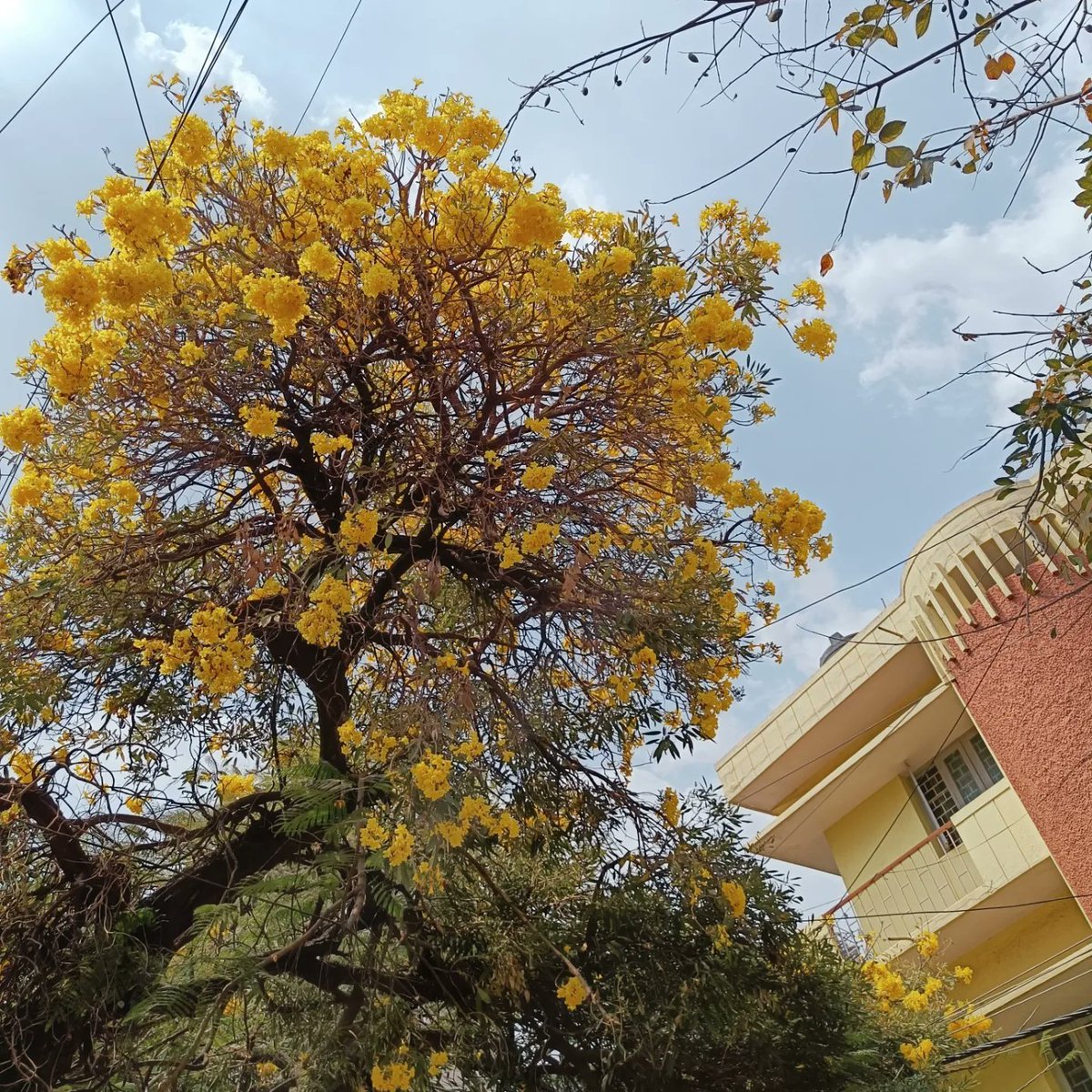 rachelchitra's tweet photo. And the trumpet flowers are in full bloom...#tabebuia #tabebuiaaurea #flowersofindia #floraofindia #trumpettree #bangalore #nammabengaluru https://t.co/hXGl5EVGyO