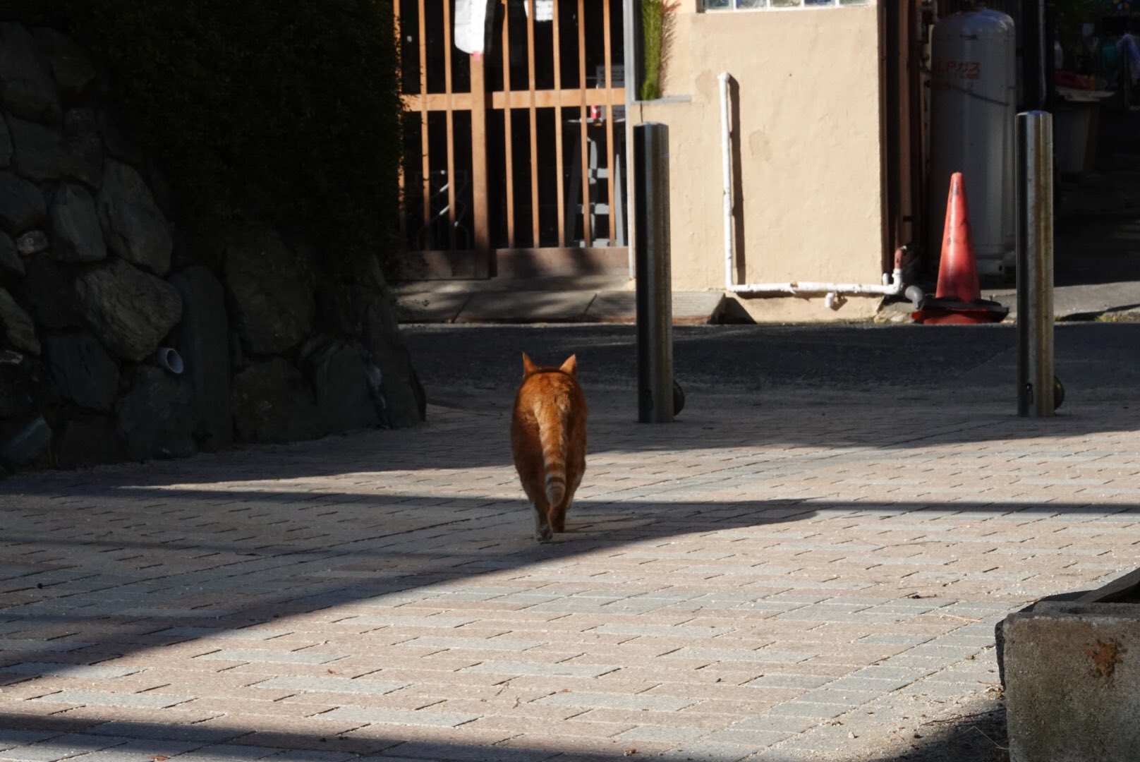 江ノ猫 Twitter Search Twitter