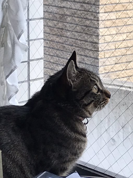 威嚇のtwitterイラスト検索結果 古い順