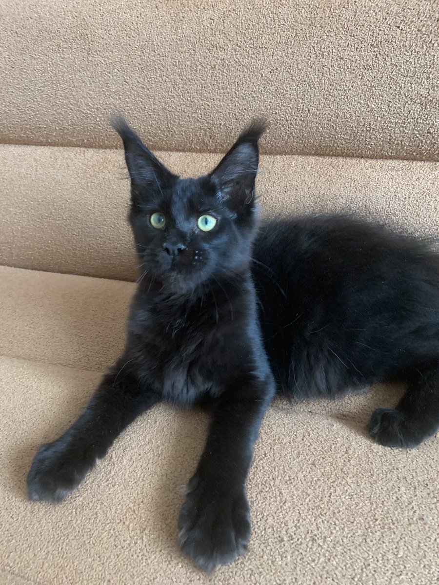 irsanlain's tweet photo. Пегас 🐈‍⬛. Свободен. Возможна продажа в разведение. Важно:  В любимцы все котята переезжают в новый дом 🏡 после стерилизации (это не обсуждается), а так же после вакцинации 💉 . По вопросам приобретения пушистой радости 😻 пишите в личку 💌! Доставка за счёт покупателя. https://t.co/MIhxLX7wcW