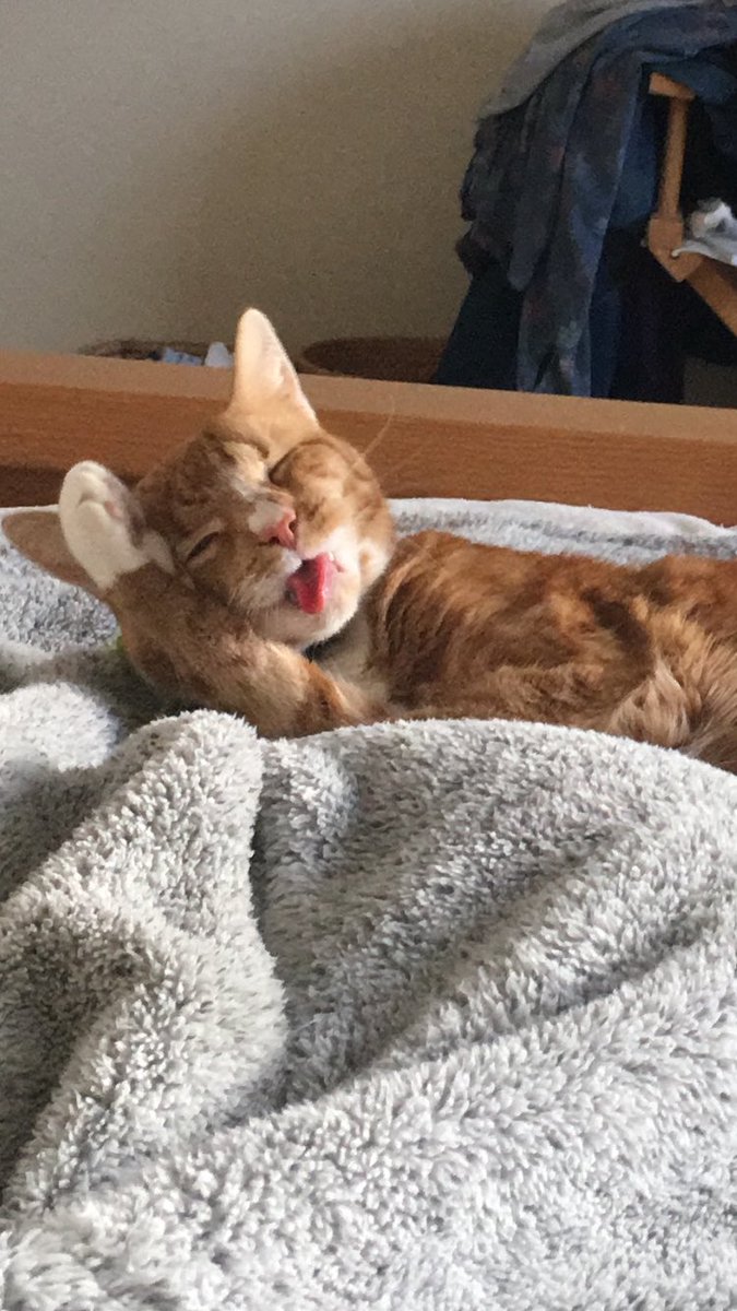 louhaley's tweet photo. Full ear wash today ππ§‘#Colin2 @KeighleyCatCare π https://t.co/fNOhJFOluk