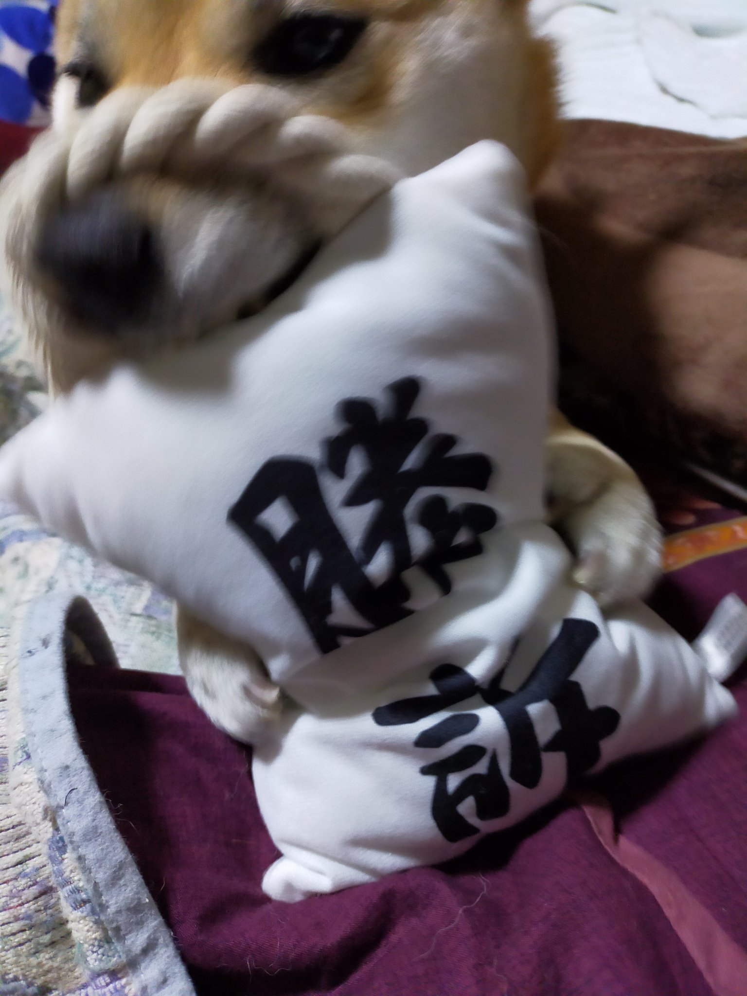 柴犬ひなと飼い主さん Lovenanagon Twitter