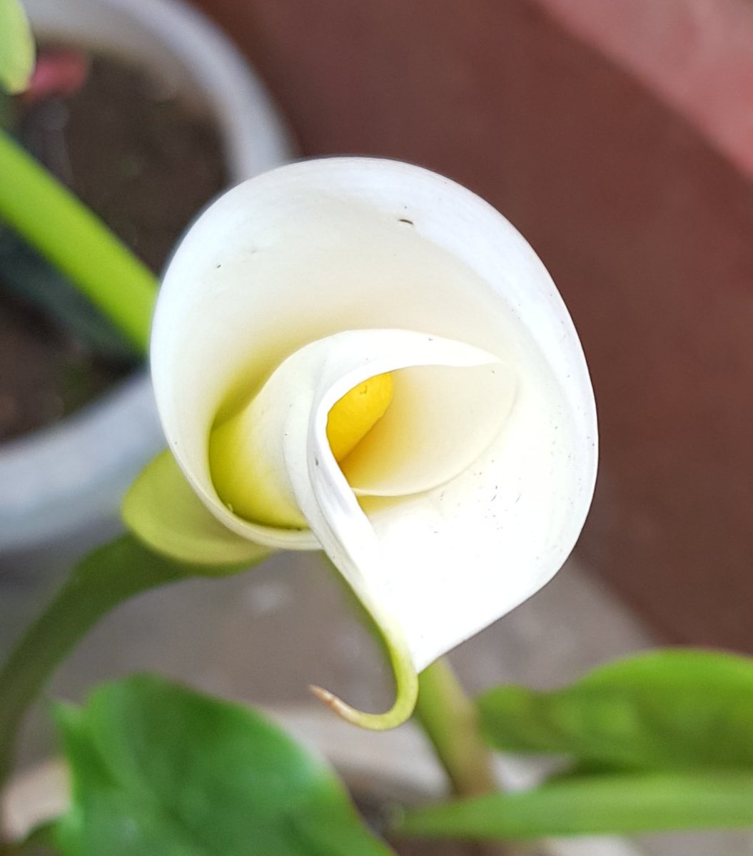 Sneak preview 💕#callalily