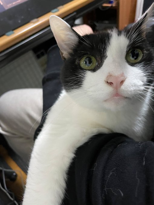 #猫の日なので作家さん家のお猫様が見たい
猫の日なので今日はお猫様の言いなりです 