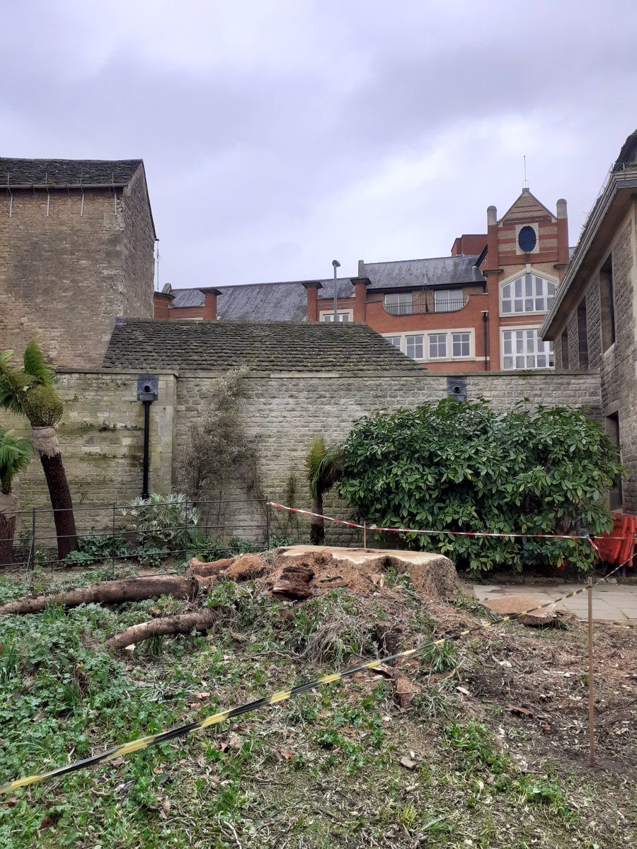 leslie6timber's tweet photo. A sad sight in the gardens of @WorcCollegeOx #StormEunice blew the magnificent Catalpa over from where it had stood since 1913. This tree had been the #ChampionTree since 2011, the tallest and largest of its species found anywhere in Great Britain and Ireland. #Oxford #tree https://t.co/QTHtVJSJGW