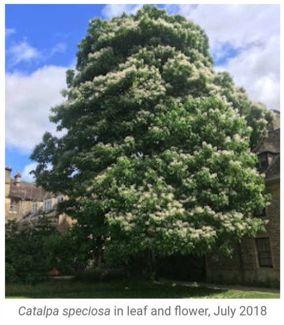 leslie6timber's tweet photo. A sad sight in the gardens of @WorcCollegeOx #StormEunice blew the magnificent Catalpa over from where it had stood since 1913. This tree had been the #ChampionTree since 2011, the tallest and largest of its species found anywhere in Great Britain and Ireland. #Oxford #tree https://t.co/QTHtVJSJGW