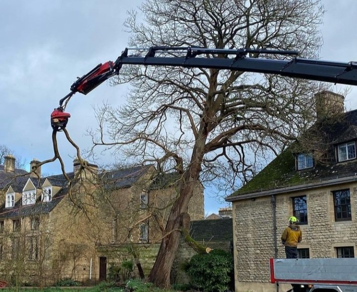 leslie6timber's tweet photo. A sad sight in the gardens of @WorcCollegeOx #StormEunice blew the magnificent Catalpa over from where it had stood since 1913. This tree had been the #ChampionTree since 2011, the tallest and largest of its species found anywhere in Great Britain and Ireland. #Oxford #tree https://t.co/QTHtVJSJGW