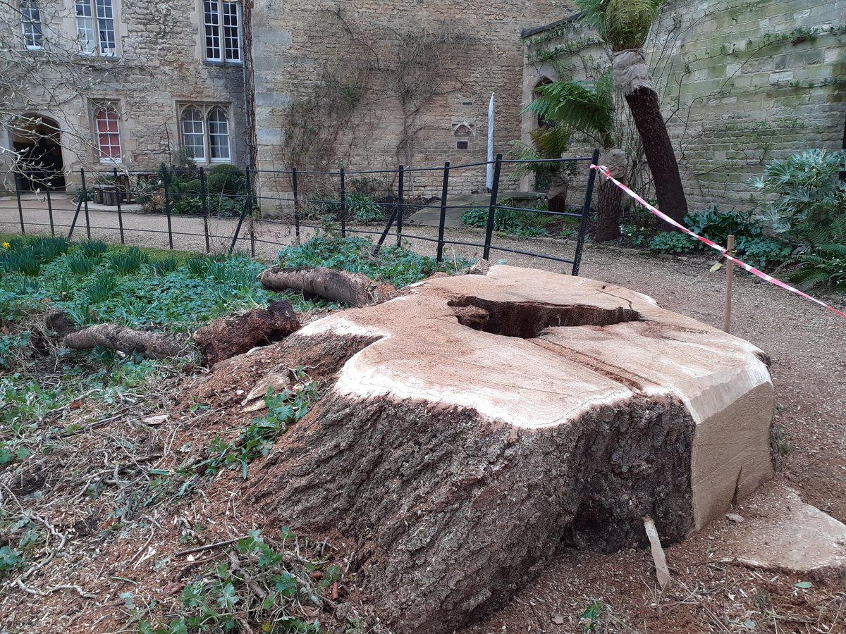 leslie6timber's tweet photo. A sad sight in the gardens of @WorcCollegeOx #StormEunice blew the magnificent Catalpa over from where it had stood since 1913. This tree had been the #ChampionTree since 2011, the tallest and largest of its species found anywhere in Great Britain and Ireland. #Oxford #tree https://t.co/QTHtVJSJGW