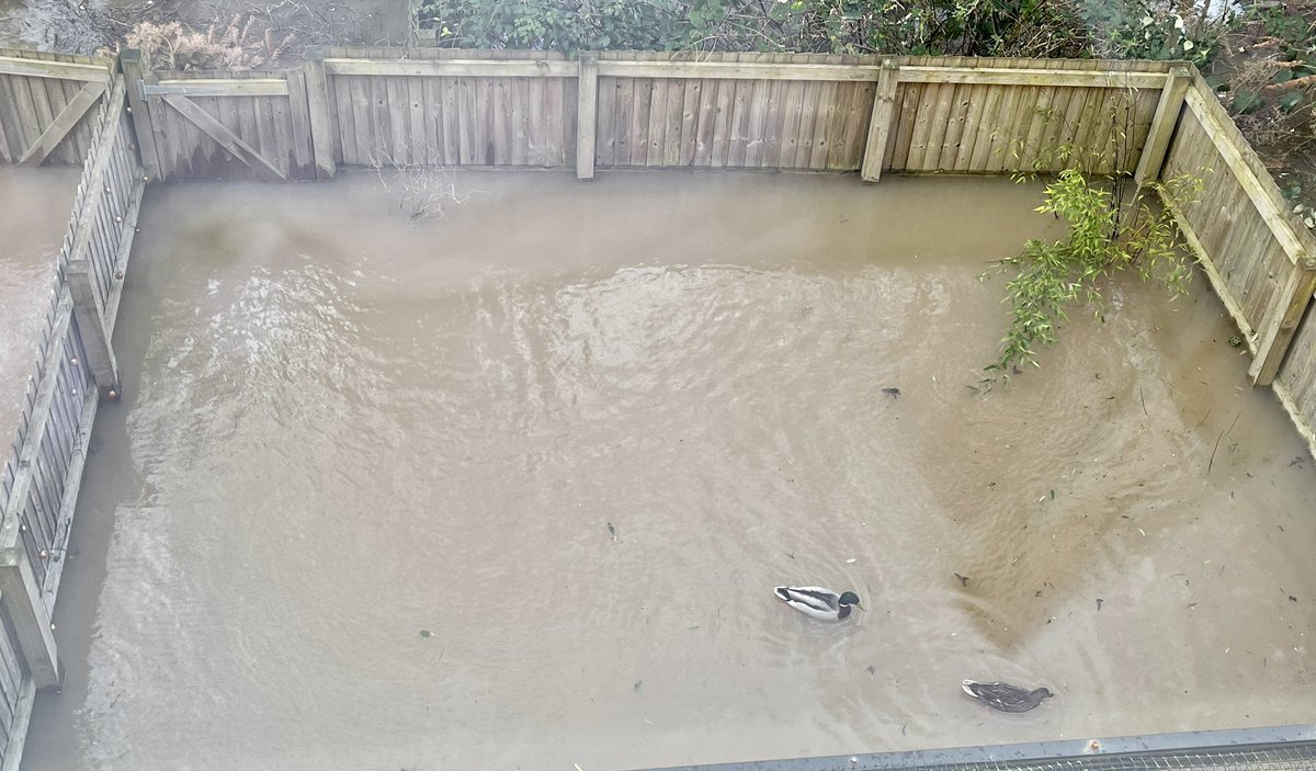 MOL we’ve got ducks in the garden 🦆😹😹#StormFranklin #flooding