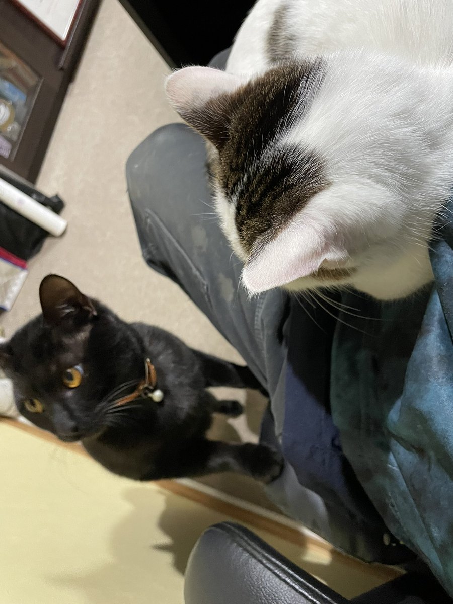 Endo_home's tweet photo. 事務所の看板猫ちゃん！🐱

#猫の日 
#にゃんにゃんにゃんの日 
#公式垢相互フォロー
 #相互フォロー https://t.co/LBX9IyjHOO