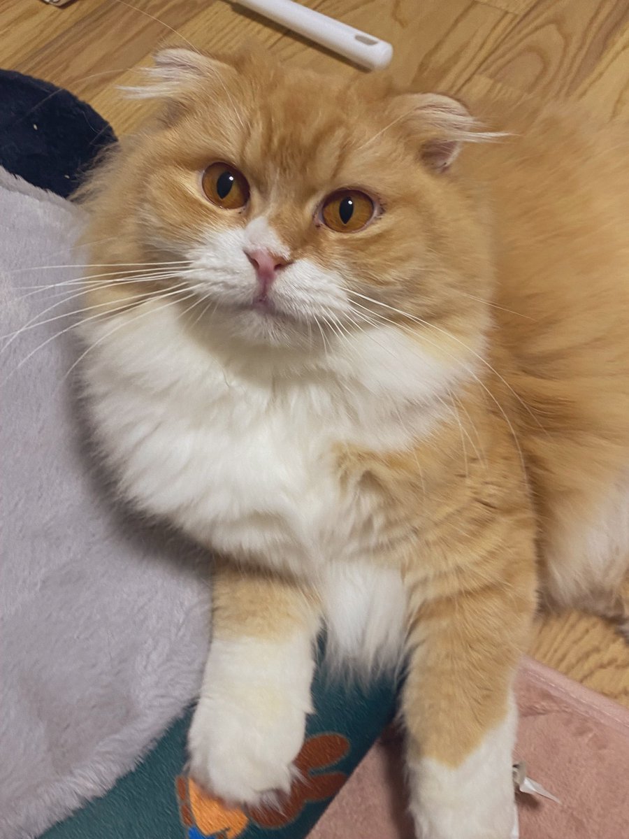 daidaifukuneko's tweet photo. 家の猫の中で1番非猫飼いにもウケのいいモコ様です。今日はスーパー猫の日だからTwitter始める前のベスト猫ショットものせちゃいます(　'-' )b✧
 #スコティッシュフォールド
 #スーパーねこの日  #猫の日     #猫の日2022   #ねこ    #猫のいる暮らし https://t.co/3AQu0sbp9u