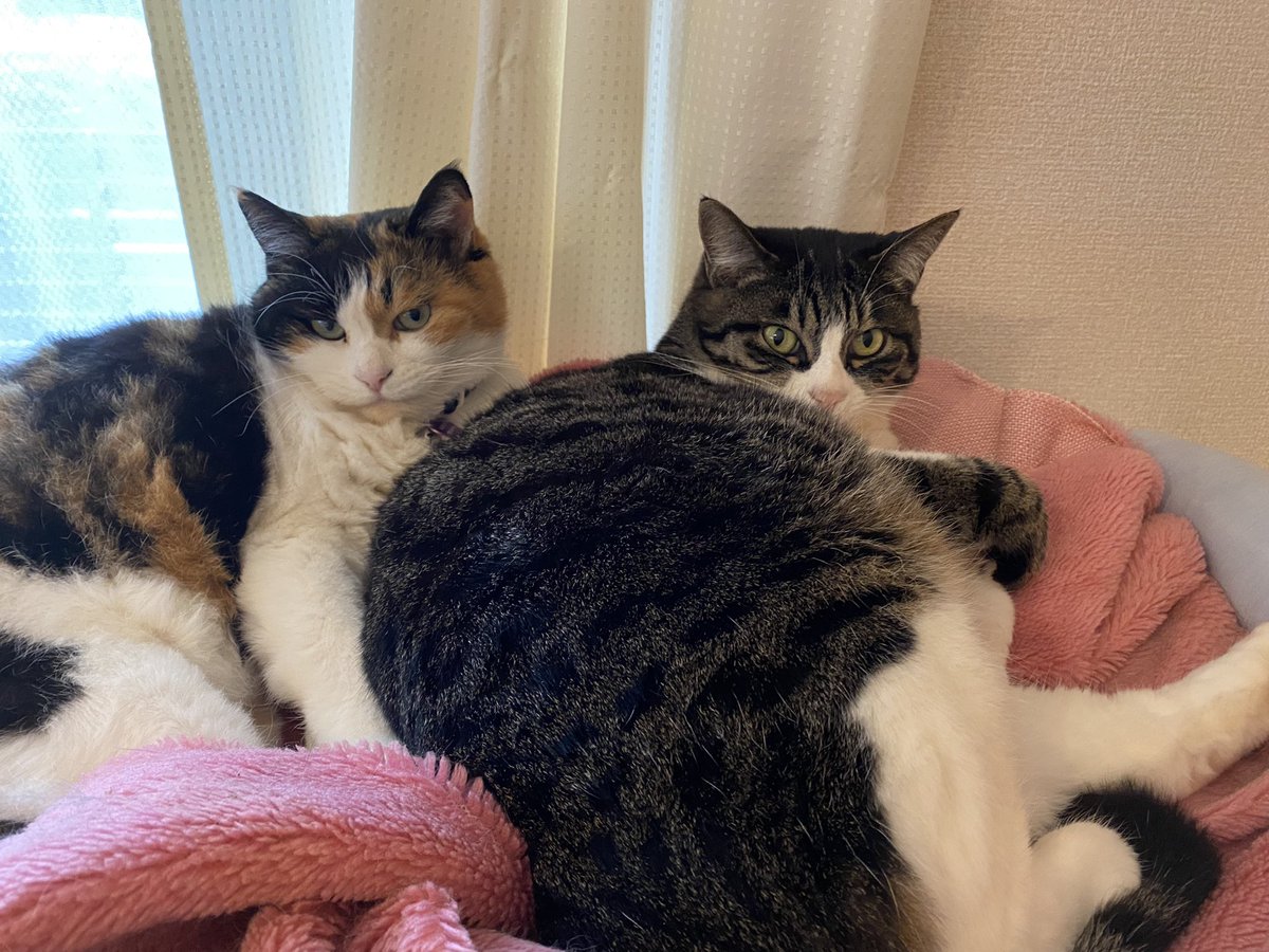 miosa518's tweet photo. #ねこの日 
#スーパー猫の日 https://t.co/nOrAyGGFW1