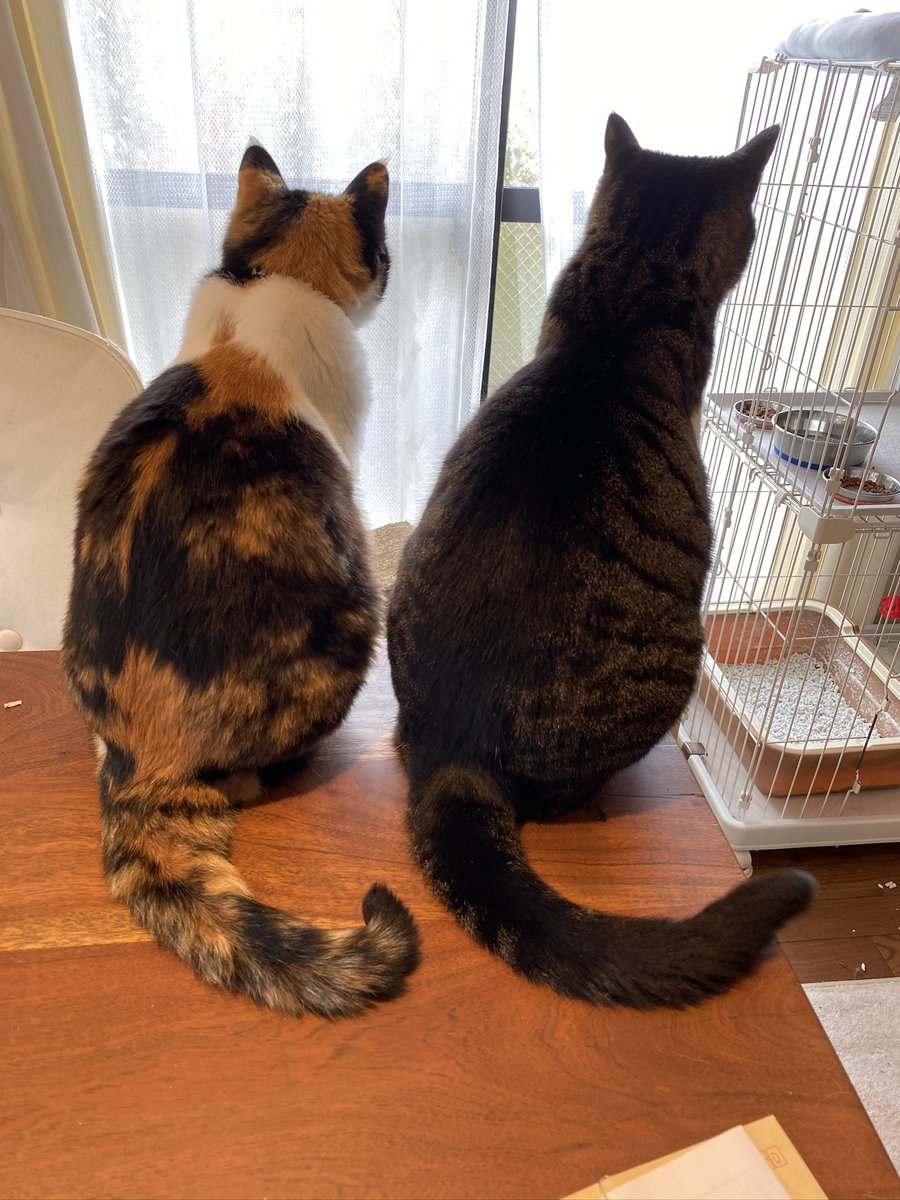 miosa518's tweet photo. #ねこの日 
#スーパー猫の日 https://t.co/nOrAyGGFW1