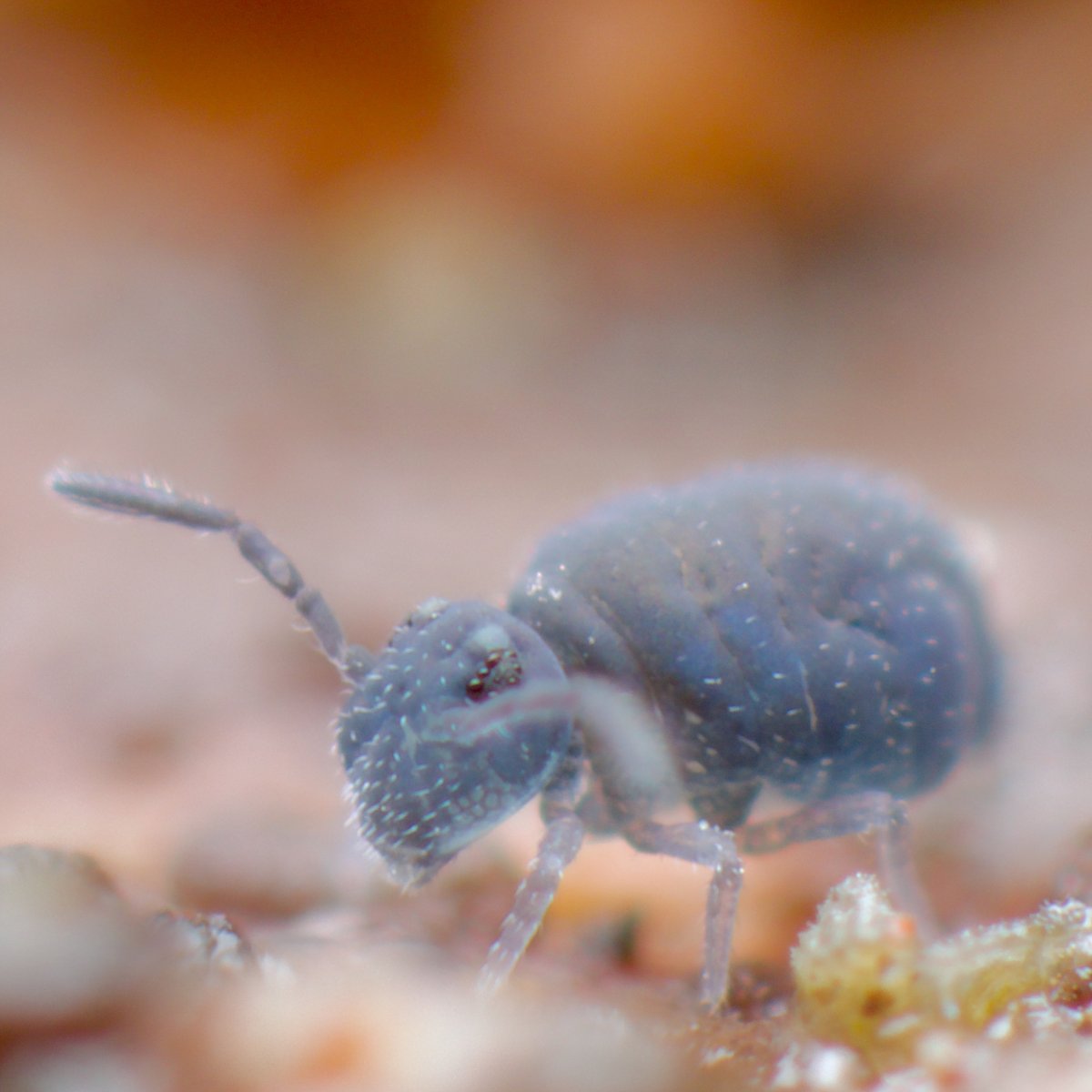 mesofauna's tweet photo. As a huge fan of anthropomorphism, this springtail, (probably a juvenile Sminthurinus niger) looks plaintive and pensive. Will accept other emotional suggestions... #springtail #collembola #soilanimal https://t.co/wZ0wMl3zZl https://t.co/nkRBuuZuma