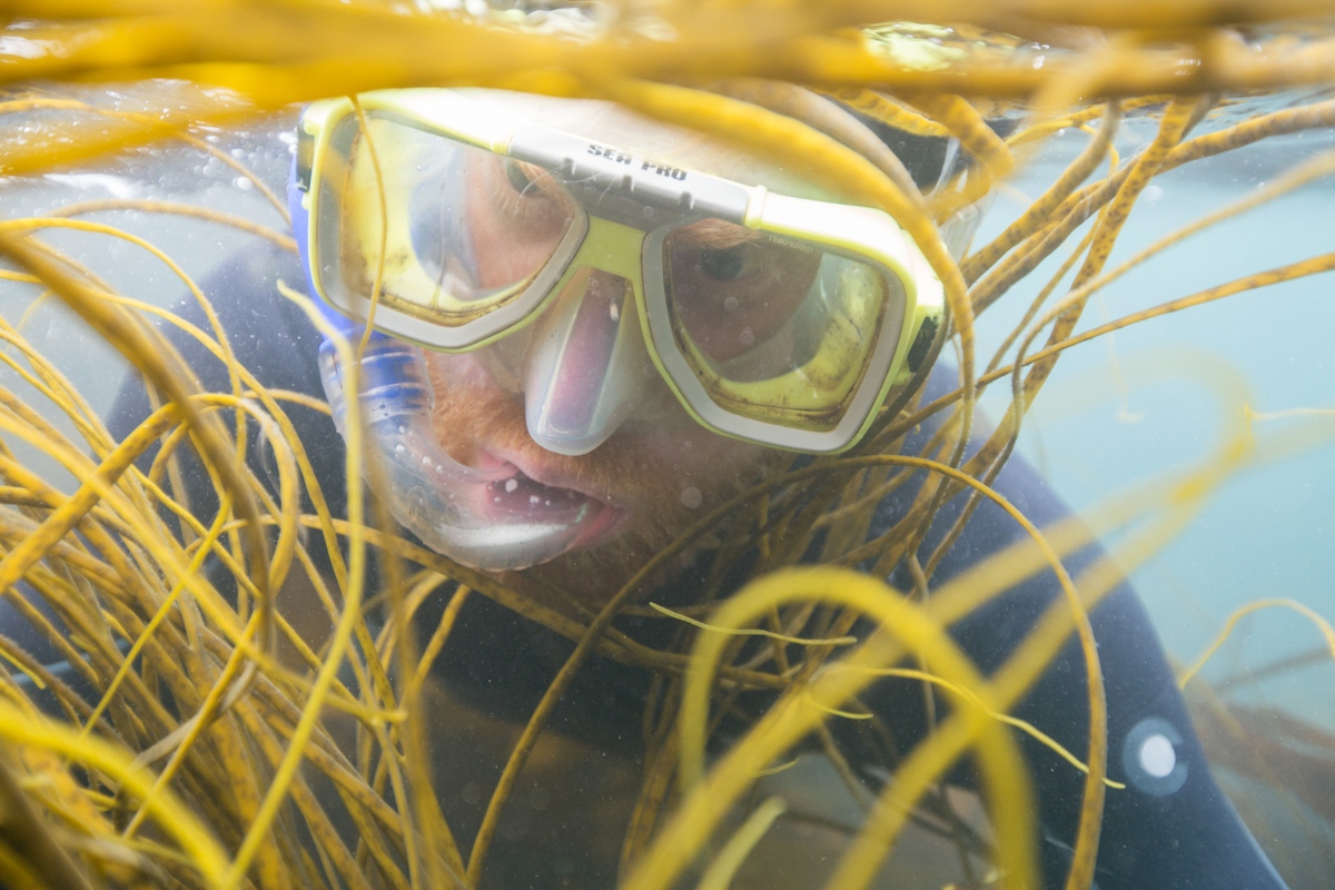 CornishSeaweed's tweet photo. POV: Tim #Freediving for sea spaghetti 💛 #handharvested #seaweed https://t.co/tGdzZjJ3LL