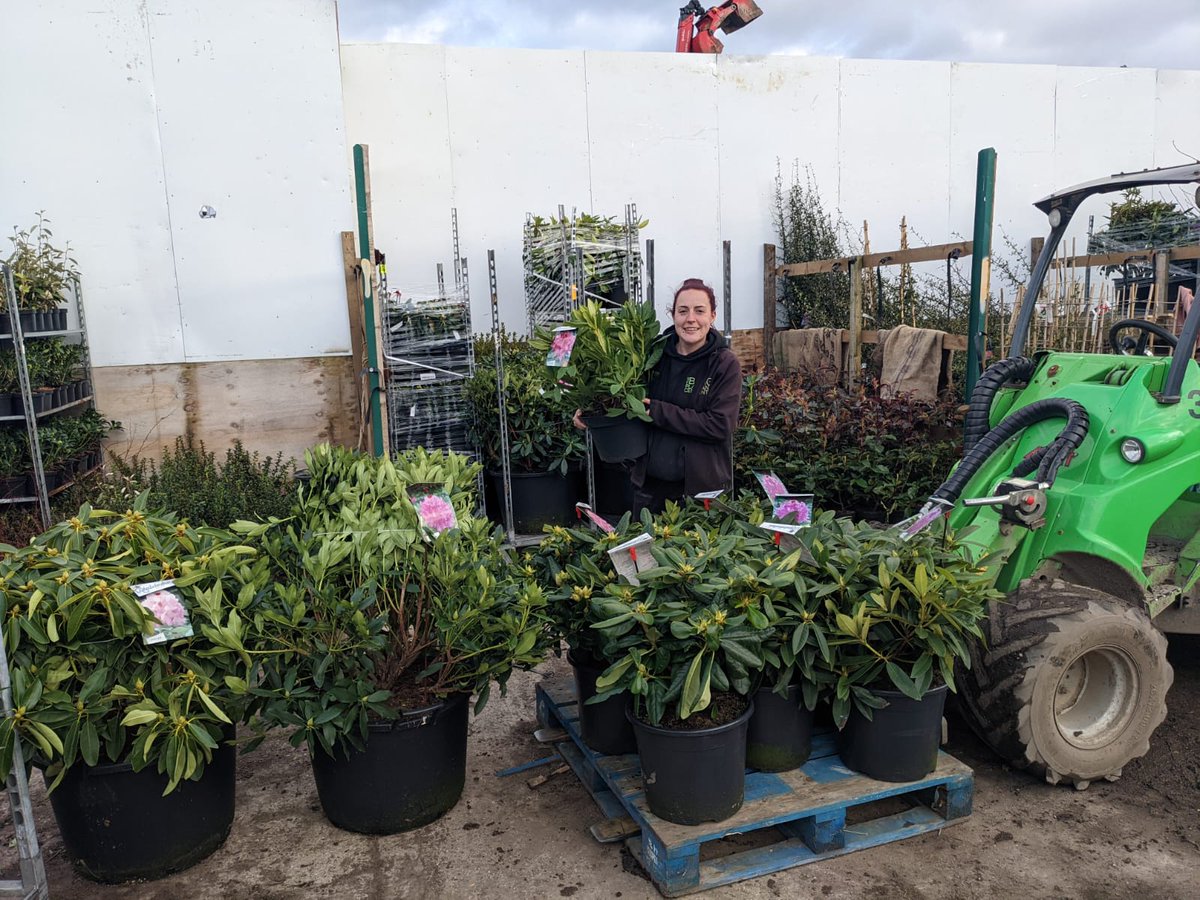 biggreenplant's tweet photo. We’ve got new stock of Rhododendrons👀 this is just a very small sample…. You should see our shade house 😍🌺 #rhododendron #plants #springflowers #shadeplants #thebiggreenplantcentre https://t.co/zwgiupMe5k