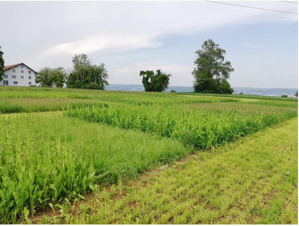 Johnfinn310's tweet photo. Wonderful image from the Swiss #LegacyNet site!
We're testing how we can best design the species composition of grassland leys for both grassland production and legacy of soil fertility for a follow-on crop. (monocultures to mixtures of grasses, herbs and legumes) https://t.co/jBCgmFP39B