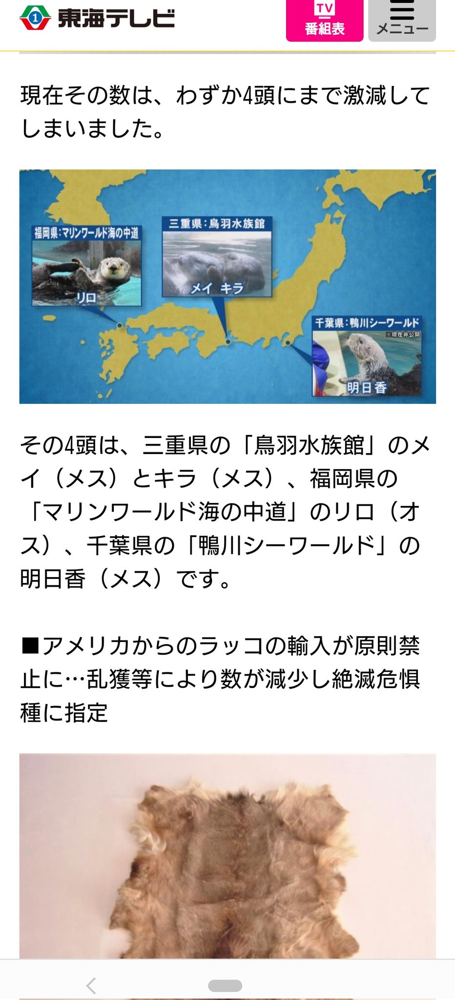 Hiroko Chlionragbaby いま国内で飼育されているラッコは 鴨川シーワールド の明日花のほか 鳥羽水族館 三重県鳥羽市 に２頭 雌１７歳 雌１３歳 マリンワールド海の中道 福岡市 に１頭 雄１４歳 の計４頭だけ だそうです T Co