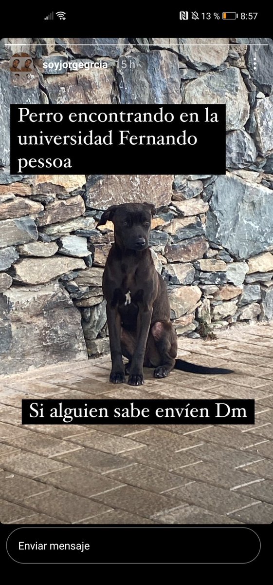 Este perro lleva dos días en la universidad Fernando Pessoa, en Guía. Nadie se hace responsable de él, y parece asustado. Si alguien sabe algo o se puede hacer cargo sería genial 🥺