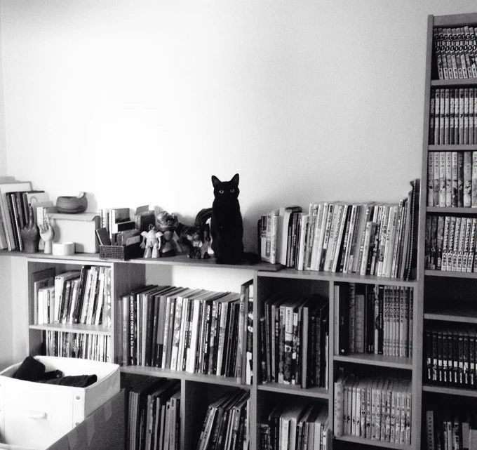 日常を豊かにしてくれる猫 