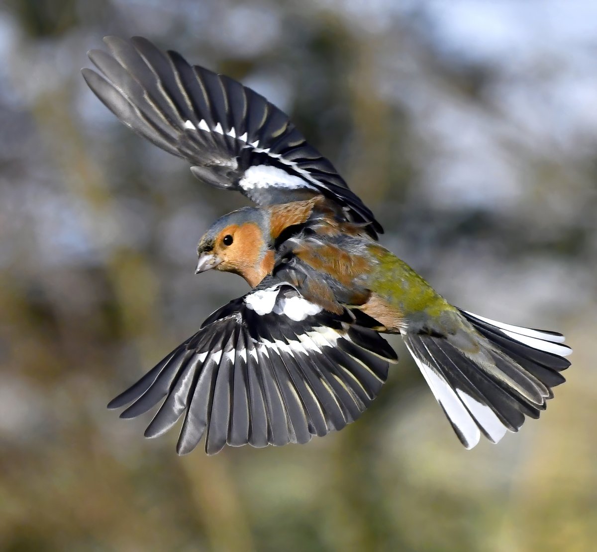 CarlBovisNature's tweet photo. Male Chaffinch showing off his wings. 🥰
 #TwitterNatureCommunity 🐦 https://t.co/uHQzdkAE97