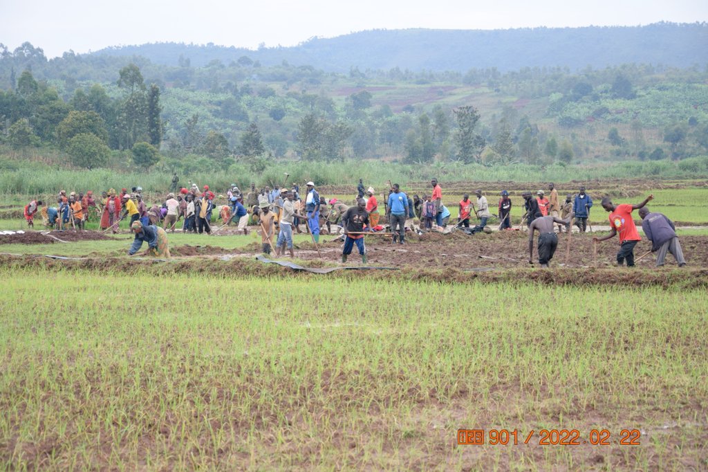 RTNBurundi's tweet photo. Le Président de la République @GeneralNeva en compagnie de son épouse @Burundi1stLady se joint aux riziculteurs du marais #Ndebe de la zone et commune @Giheta de @Gitega dans les travaux de fertilisation des exploitations rizicoles de 23 ha, exploitées par 23 coopératives https://t.co/3FAf3zwWfB