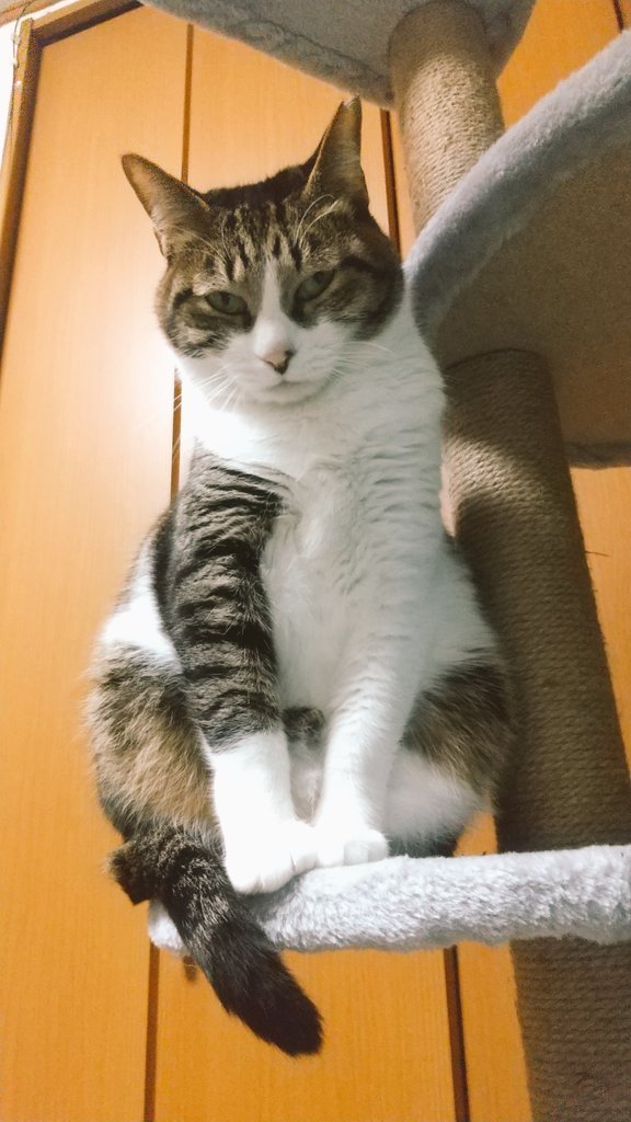 hiro4324330's tweet photo. ご飯食べる時に写したからか普段あまり���せない表情しとるな
#猫の日 https://t.co/OhuYynEtuk