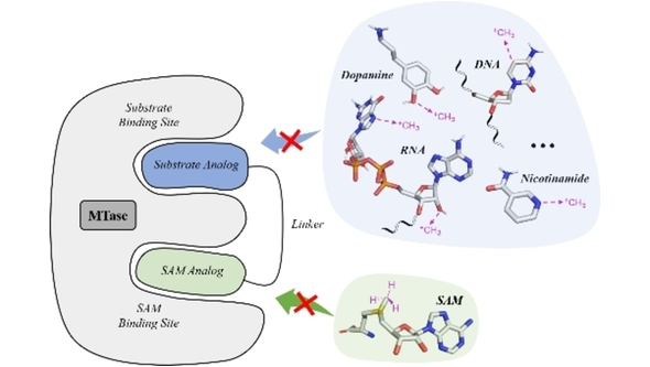 Review: Bisubstrate Strategies to Target Methyltransferases by <a href="/BelkacemRostom/">Rostom Ahmed-Belkacem</a>, <a href="/DebartFrancoise/">Debart Françoise</a>, and Jean-Jacques Vasseur (<a href="/ChemBioNAC/">ChemBioNAC</a>, <a href="/umontpellier/">Université de Montpellier</a>, <a href="/CNRS_OccitaniE/">CNRS Occitanie Est</a>, #IBMM) onlinelibrary.wiley.com/doi/10.1002/ej…