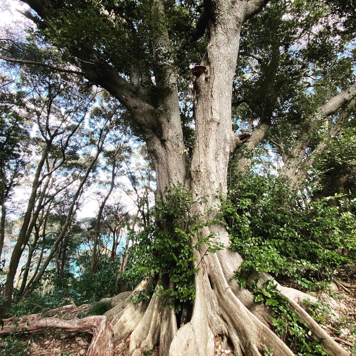 mituhanomori's tweet photo. 舘山寺　おさんぽ

#舘山寺 #舘山寺おさんぽ #自然豊かな公園 #浜名湖 #一休さん #一休さんのお母さんの手紙 #みつはの杜 #みつは #杜 #nanointention #水 #里山再生 #生物多様性 #人と生物の共存 #モデルケース #自然保護区へ #328 https://t.co/dlQfCrMGBV