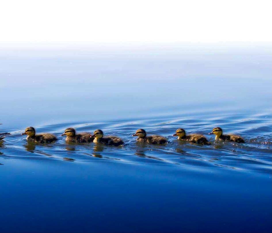 Snakespeare4's tweet photo. Today of all days…be sure to get your Ducks in a row! 22022022 #happytwosdaytuesday to all of my four Twitter followers… https://t.co/dDcAkfruiN