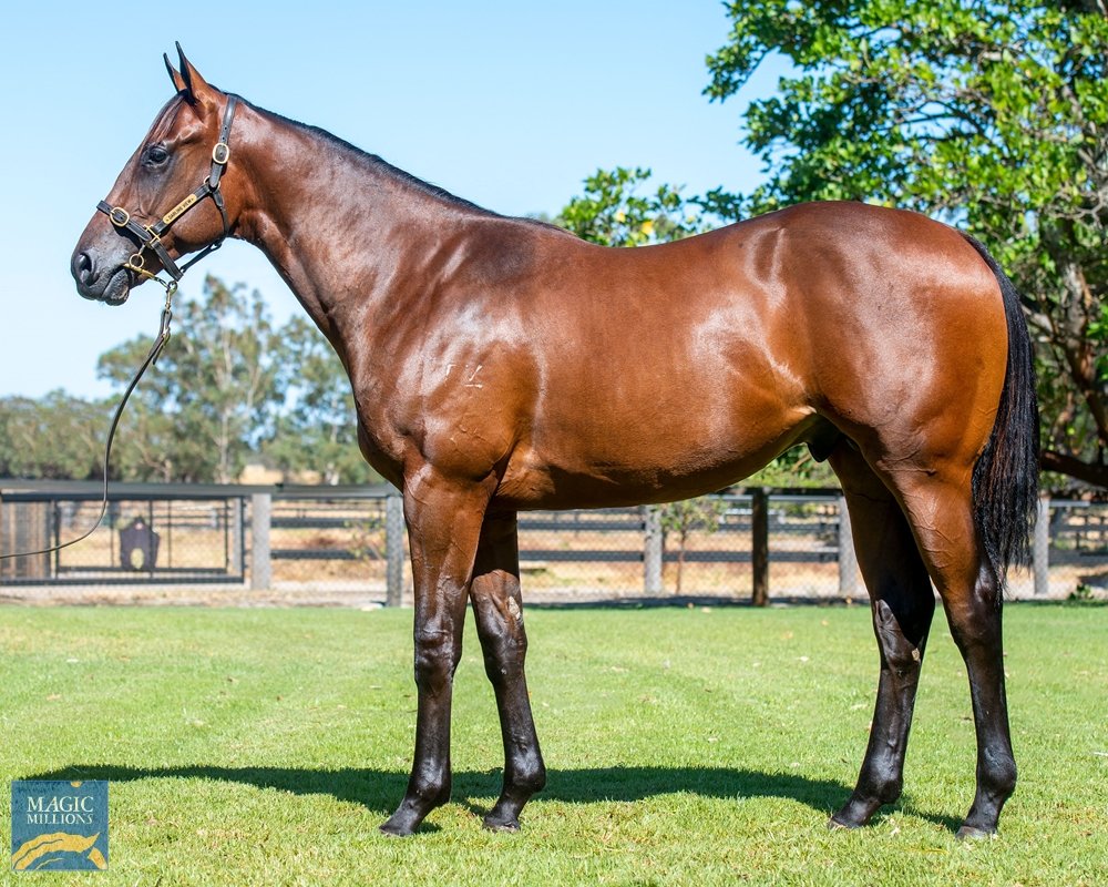 TTRAusNZ's tweet photo. Lot 120 a colt on account of #WesternBreedersAlliance sells for $190k to #AdamDurrant &amp; @TaniaCosgrove1. By Oratorio he's out of city-placed Elusive Quality mare Eladdair who's a half-sister to G3 winner Kencella. The dam has a weanling filly by Playing God. https://t.co/sjHQGVh5MF