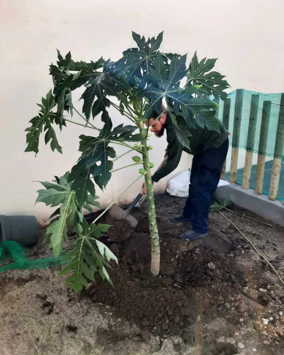 ThinkingGreenGI's tweet photo. Did you know: at St Paul's School a new woodland & orchard has been created in what was a tarmacked area? Greenarc planted fruit trees & Cork Oaks.Where Environment & Education meet; such a treat for the children🌳🌿💚
#WorkingTogether #greentherapy #educationenvironment #wecare https://t.co/JszOADGhTj