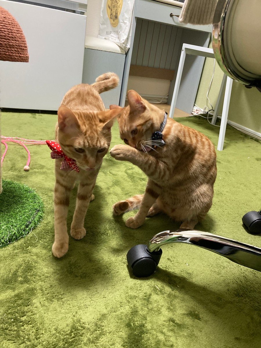 Dr_Zhilian's tweet photo. #猫の日 
#ニャンニャンニャンの日 
#ねこの日 https://t.co/mPUsgYSTUr