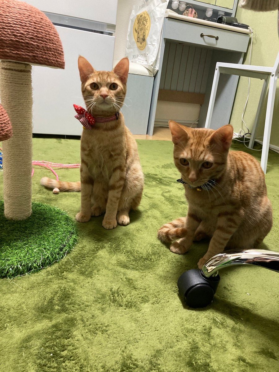 Dr_Zhilian's tweet photo. #猫の日 
#ニャンニャンニャンの日 
#ねこの日 https://t.co/mPUsgYSTUr