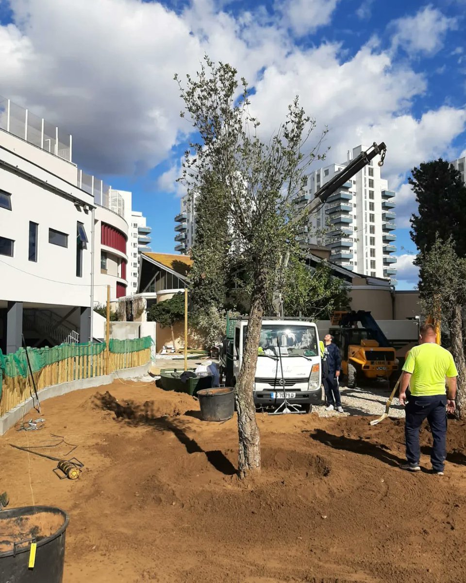ThinkingGreenGI's tweet photo. Did you know: at St Paul's School a new woodland & orchard has been created in what was a tarmacked area? Greenarc planted fruit trees & Cork Oaks.Where Environment & Education meet; such a treat for the children🌳🌿💚
#WorkingTogether #greentherapy #educationenvironment #wecare https://t.co/JszOADGhTj