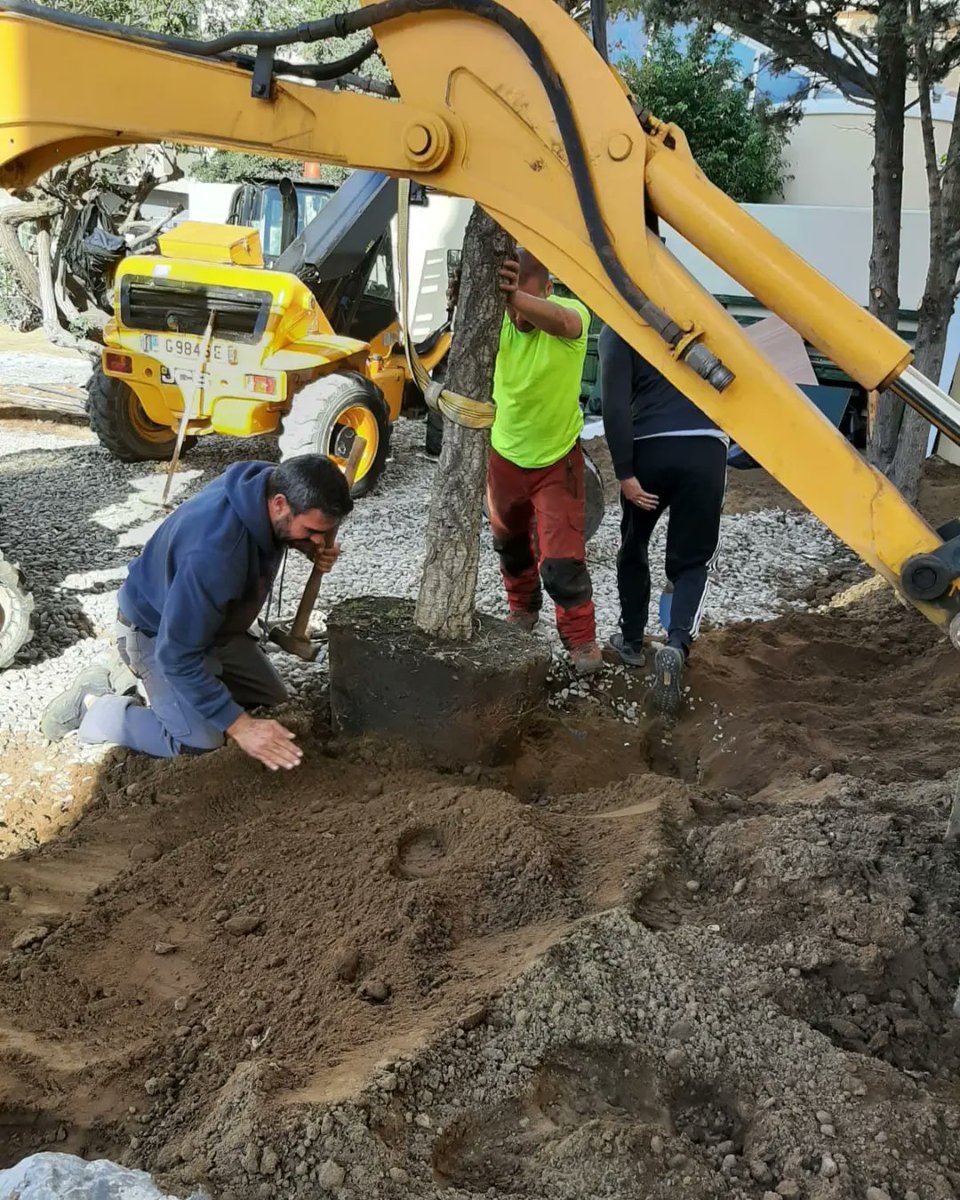 ThinkingGreenGI's tweet photo. Did you know: at St Paul's School a new woodland & orchard has been created in what was a tarmacked area? Greenarc planted fruit trees & Cork Oaks.Where Environment & Education meet; such a treat for the children🌳🌿💚
#WorkingTogether #greentherapy #educationenvironment #wecare https://t.co/JszOADGhTj