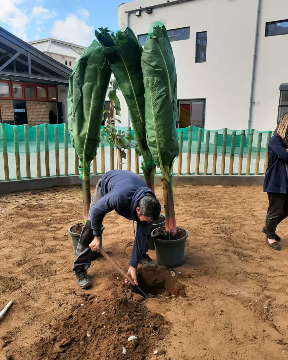 ThinkingGreenGI's tweet photo. Did you know: at St Paul's School a new woodland & orchard has been created in what was a tarmacked area? Greenarc planted fruit trees & Cork Oaks.Where Environment & Education meet; such a treat for the children🌳🌿💚
#WorkingTogether #greentherapy #educationenvironment #wecare https://t.co/JszOADGhTj