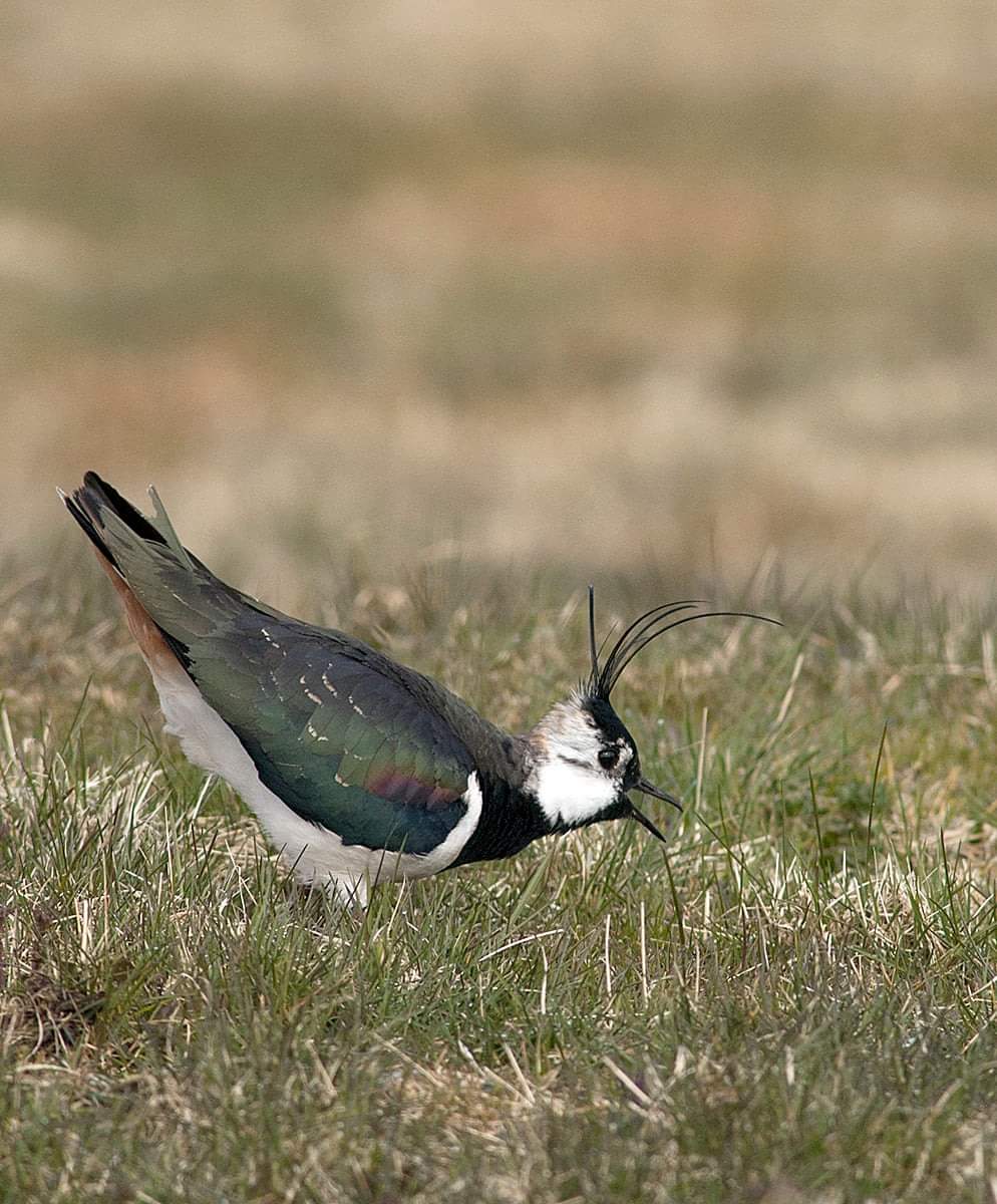 BirdLife Norge (@fuglevern) on Twitter photo Fagseminar «Kan vipa reddast?»
Statsforvaltaren og BirdLife Hordaland inviterer bønder og vipeinteresserte til seminar om vipa i jordbrukslandskapet - Herdla museum torsdag 17. mars Seminaret set søkelys på den kritisk trua vipa.
birdlife.no/organisasjonen…
Foto: <a href="/TerjeLislevand/">Terje Lislevand</a> Fagseminar «Kan vipa reddast?»
Statsforvaltaren og BirdLife Hordaland inviterer bønder og vipeinteresserte til seminar om vipa i jordbrukslandskapet - Herdla museum torsdag 17. mars Seminaret set søkelys på den kritisk trua vipa.
birdlife.no/organisasjonen…
Foto: <a href="/TerjeLislevand/">Terje Lislevand</a>