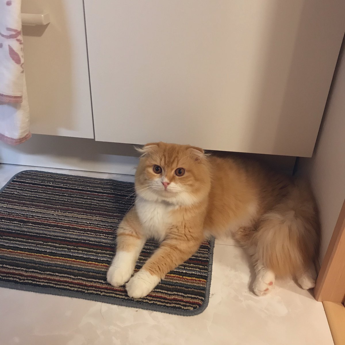 daidaifukuneko's tweet photo. モコは成猫になってから里親として向かえ入れた子でした。ブリーダーさんから様々な事情と性格に難ありと聞いて受け入れましたが、我が家では拍子抜けするくらい他の猫達と仲良く暮らしていてます。#スコティッシュフォールド #スーパーねこの日  #猫の日     #猫の日2022   #ねこ    #猫のいる暮らし https://t.co/Pz5cFhzFWl