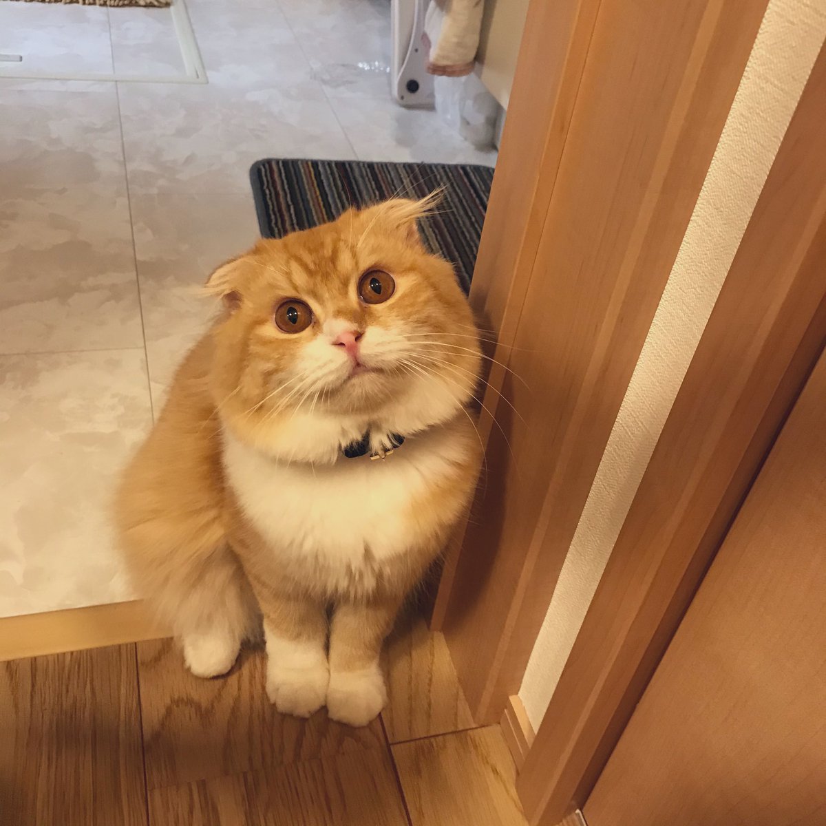 daidaifukuneko's tweet photo. モコは成猫になってから里親として向かえ入れた子でした。ブリーダーさんから様々な事情と性格に難ありと聞いて受け入れましたが、我が家では拍子抜けするくらい他の猫達と仲良く暮らしていてます。#スコティッシュフォールド #スーパーねこの日  #猫の日     #猫の日2022   #ねこ    #猫のいる暮らし https://t.co/Pz5cFhzFWl