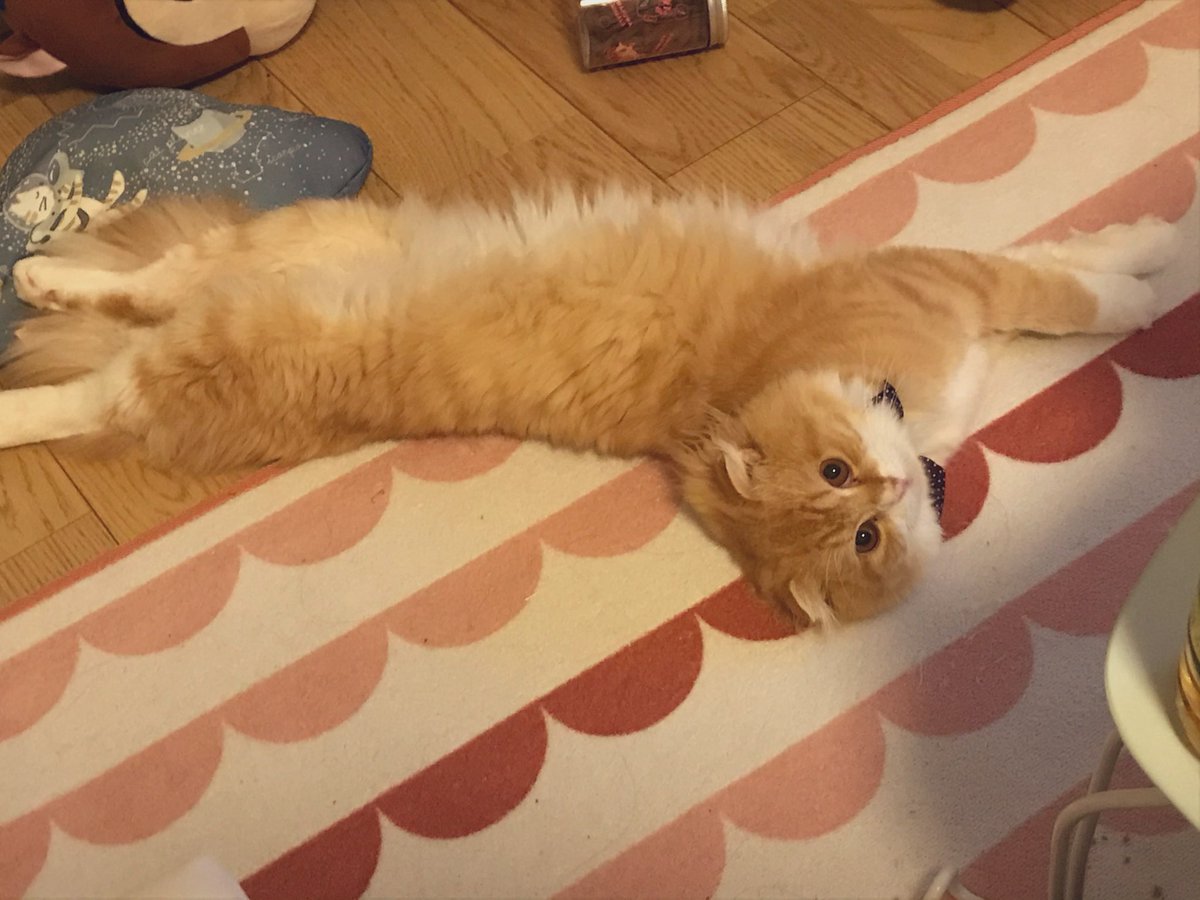 daidaifukuneko's tweet photo. モコは成猫になってから里親として向かえ入れた子でした。ブリーダーさんから様々な事情と性格に難ありと聞いて受け入れましたが、我が家では拍子抜けするくらい他の猫達と仲良く暮らしていてます。#スコティッシュフォールド #スーパーねこの日  #猫の日     #猫の日2022   #ねこ    #猫のいる暮らし https://t.co/Pz5cFhzFWl