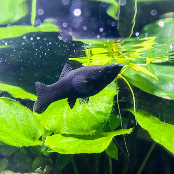 ブラックモーリーのtwitterイラスト検索結果 ブラックモーリーのtwitterイラスト検索結果