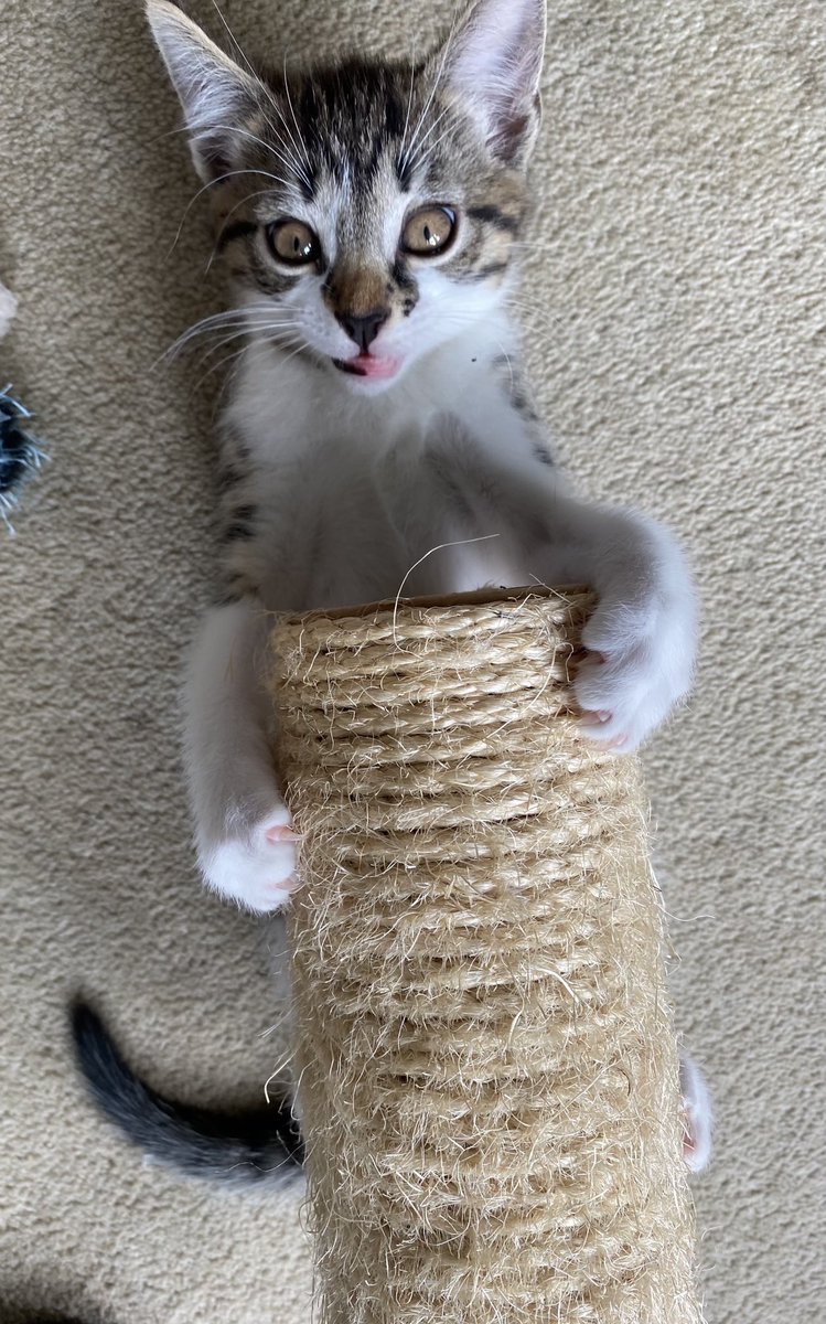 When you get felled by a log but quite enjoy the experience.

#FallenTrees #HighWinds #Timber #TongueOutTuesday #Kittens #CatsOfTwitter #Cats