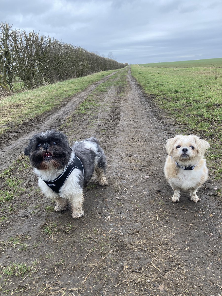 El_Parker_'s tweet photo. @bmstores @VamooshCleans Henry &amp; Olive 🐾 https://t.co/waXUilroR1