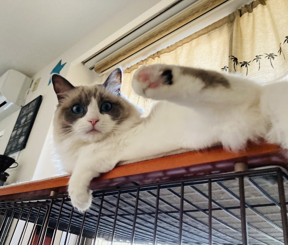 Oh_My_Calcho's tweet photo. 呼んだかにゃ😽⁉️🐾

#ネコチャンが来るかもしれないボタン 
#2022年2月22日はスーパー猫の日
#猫 #猫の日 #ラグドール https://t.co/6vO2CydMeE