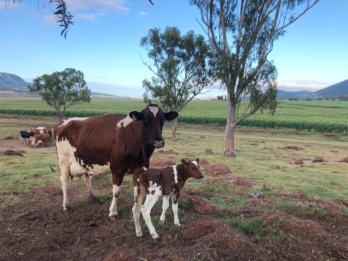 Cows, calves and corn 🐮🌽 #legendairy